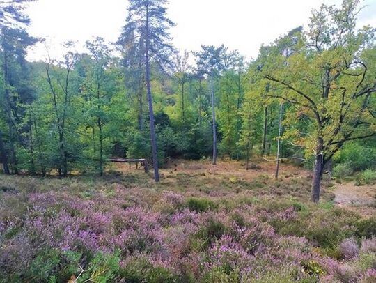 La Lande de Montaigu abrite un ensemble d’habitats naturels exceptionnels 